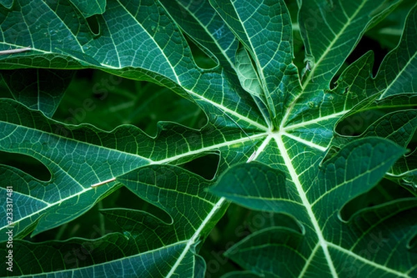 Fototapeta Background of Tropical Leaves soft focused image leaf