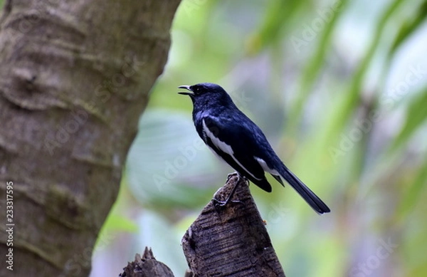 Obraz Black Sparrow on a Stand