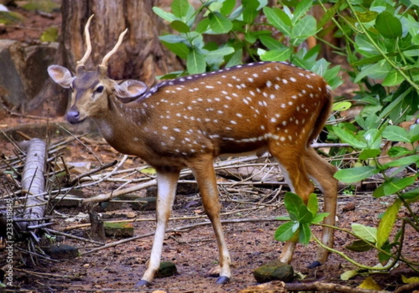 Obraz Spotterd Deer