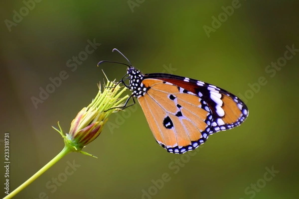 Obraz Spotted Butterfly