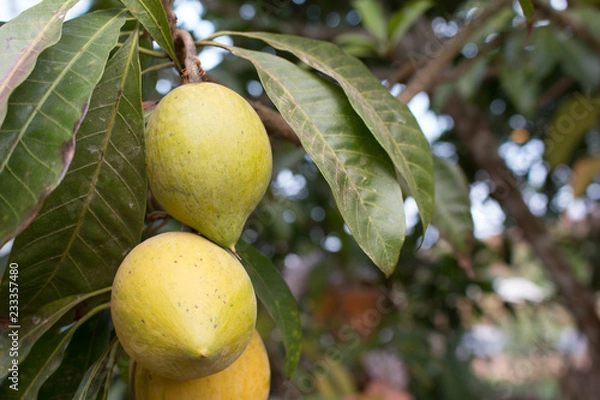 Fototapeta Canistel fruit