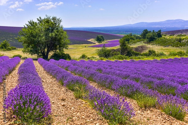 Obraz lavender field with landcape and tree, Ferrassières, Provence, France