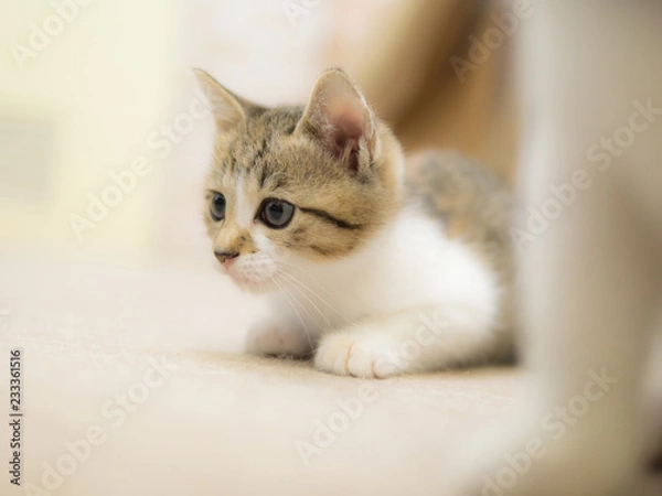 Fototapeta 獲物を狙う子猫