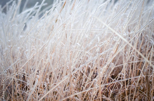 Obraz Icy brown grass for pattern or background
