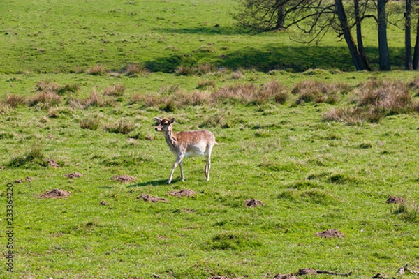 Fototapeta Ostseetraum 