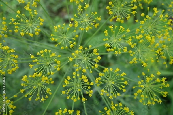 Fototapeta ディル（ハーブ）の黄色い花クローズアップ