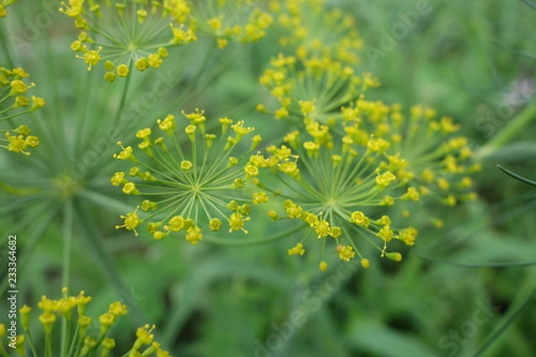 Fototapeta ディル（ハーブ）の黄色い花クローズアップ