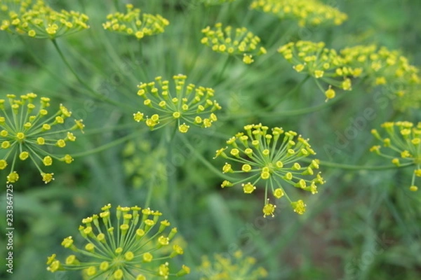 Fototapeta ディル（ハーブ）の黄色い花クローズアップ