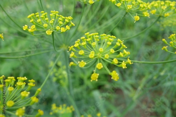 Fototapeta ディル（ハーブ）の黄色い花クローズアップ