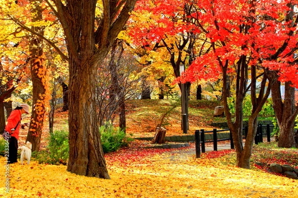 Fototapeta 北海道、札幌中島公園秋の散歩道