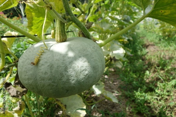 Fototapeta 畑のかぼちゃの実