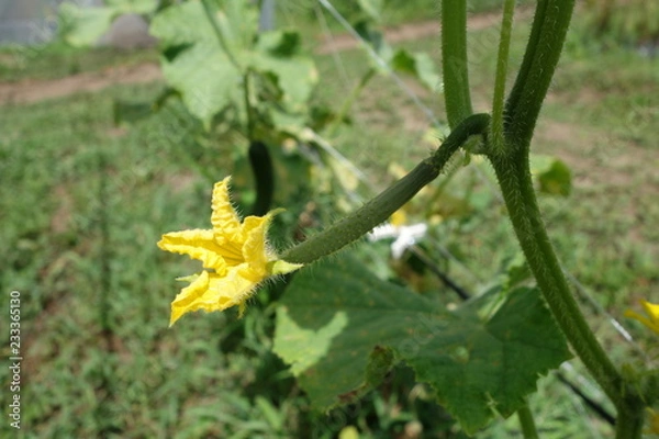 Fototapeta きゅうりの花