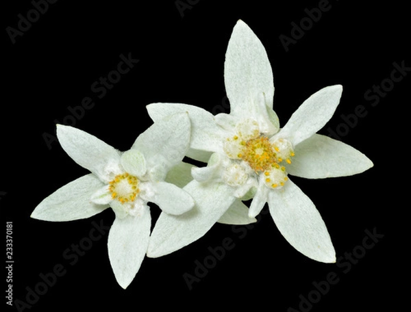 Obraz Dwa Edelweiss 1