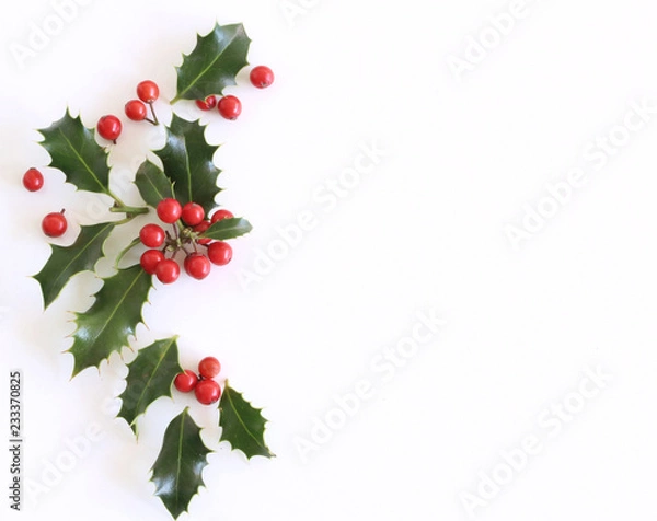 Obraz Christmas holly Ilex aquifolium isolated on white table background. Evergreen leaves with red berries. Empty space for holiday text. Decorative floral frame, web banner. Flat lay, top view.