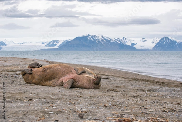 Fototapeta The walrus is a marine mammal, the only modern species of the walrus family, traditionally attributed to the pinniped group. One of the largest representatives of pinnipeds.