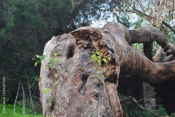 Obraz trunk of a tree