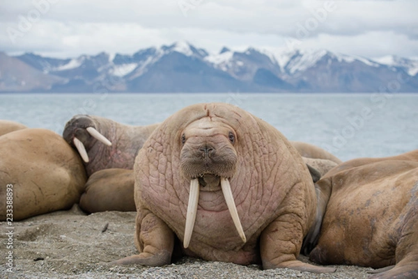 Fototapeta The walrus is a marine mammal, the only modern species of the walrus family, traditionally attributed to the pinniped group. One of the largest representatives of pinnipeds.