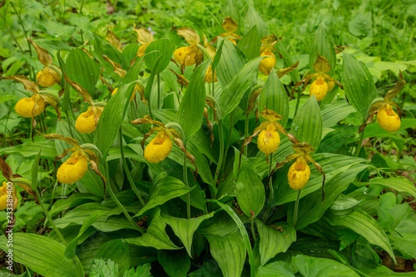 Obraz Yellow Lady's Slipper taken in northern MN