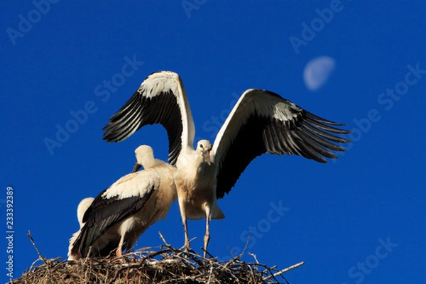 Fototapeta White Stork birds on a nest during the spring nesting period