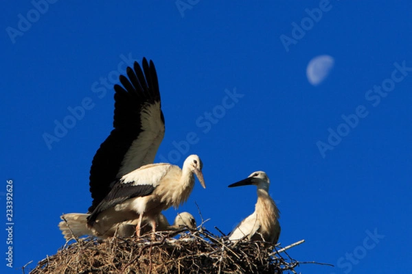 Fototapeta White Stork birds on a nest during the spring nesting period