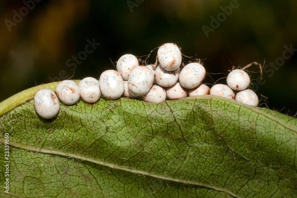 Obraz great peacock moth eggs / Saturnia pyri