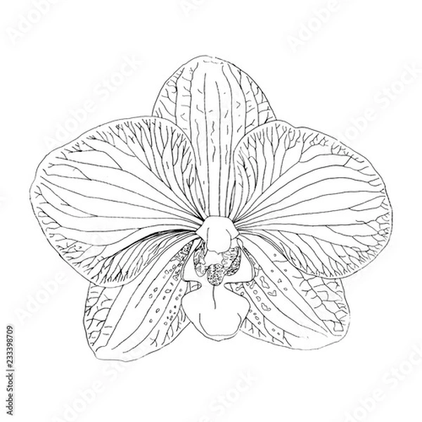 Fototapeta Drawing of a beautiful isolated open orchid with ribbings / Freehand illustration with pen in black and white