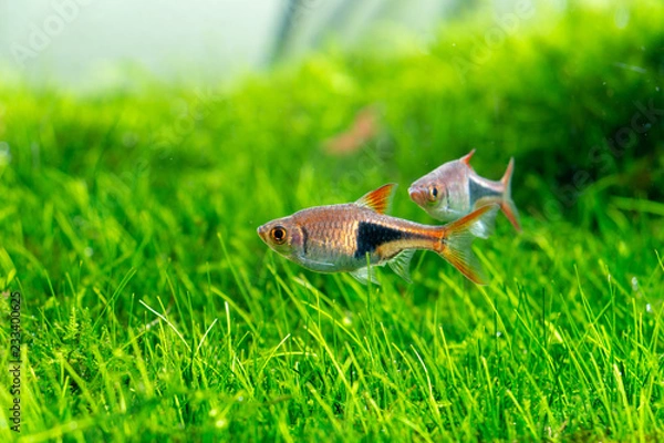 Obraz Trigonostigma heteromorpha Fish