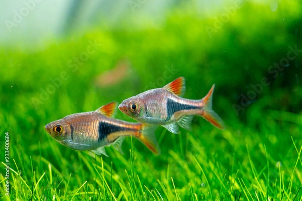 Obraz Trigonostigma Heteromorpha Fish