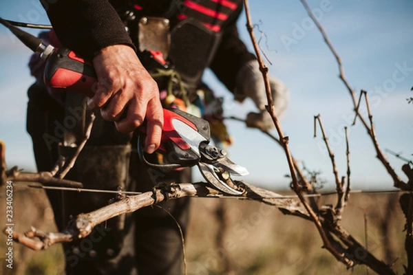Fototapeta Pruning grapevine