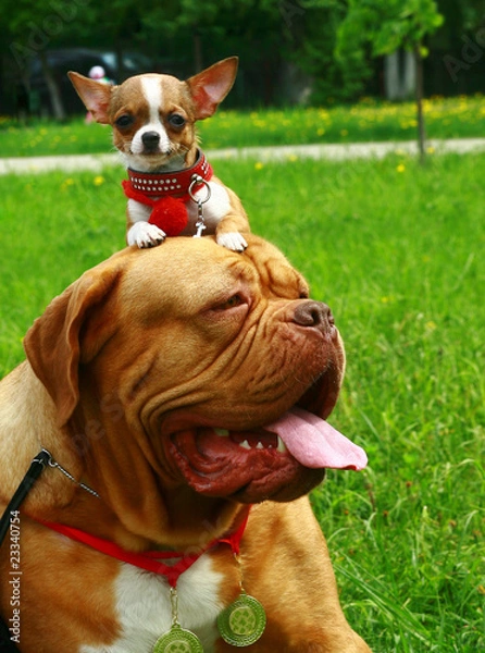 Obraz Mastiff and the chihuahua.
