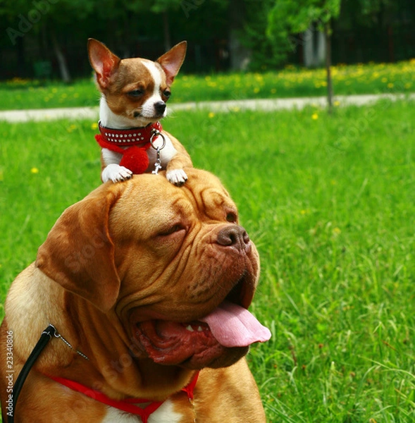 Fototapeta Mastiff and the chihuahua.