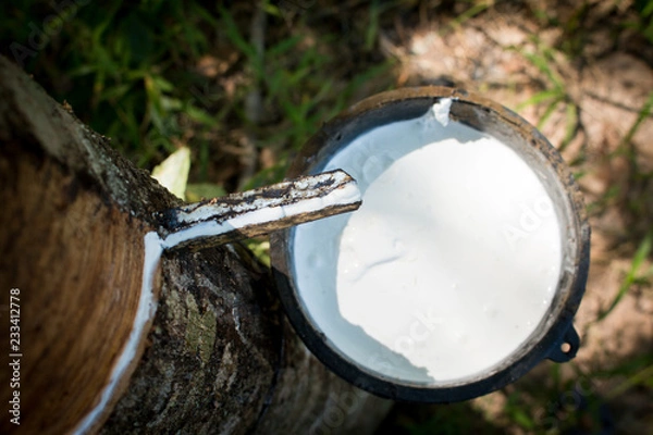 Fototapeta Tapping sap from the rubber tree