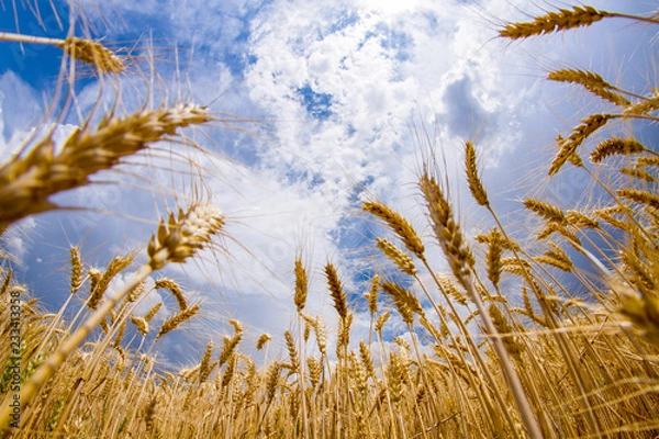Fototapeta buğday