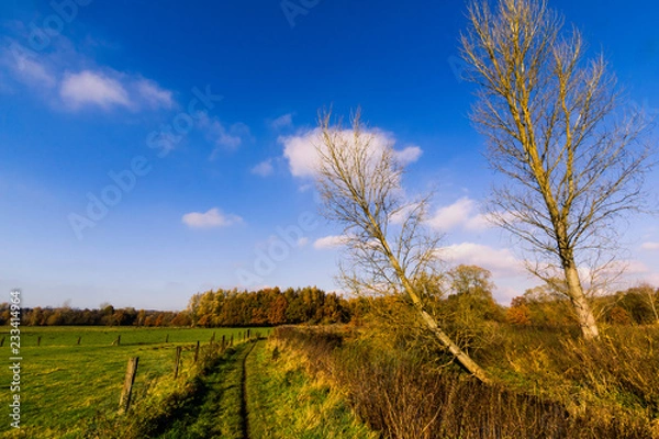 Fototapeta tree in field