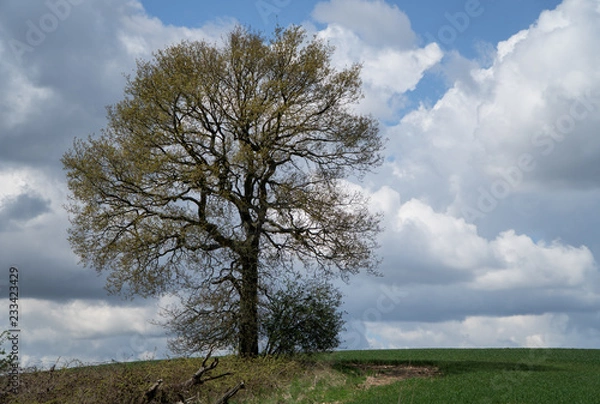 Obraz Isolated tree