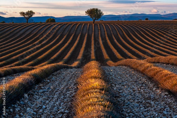 Fototapeta Winter in Provence