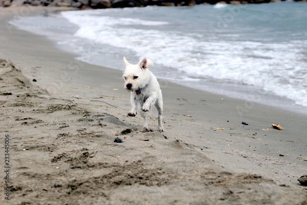 Obraz Dog at the beach