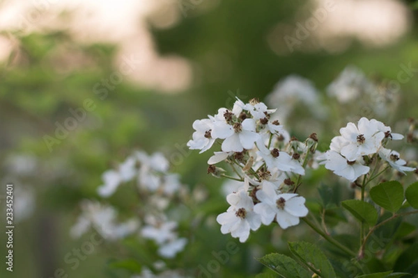 Obraz white roses to the fence lattice summer flowers tenderness and beauty