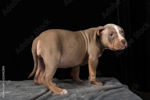Fototapeta Puppy of American Bulli breed on a black background