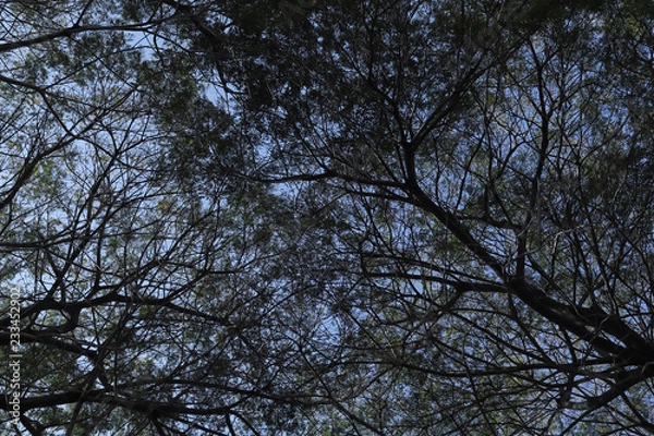 Obraz Tree silhouette seen from below in backlight