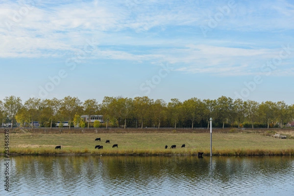 Fototapeta Group of cow are eating and seeking a food on the field of riverside of Meuse river in Venlo, Netherlands.