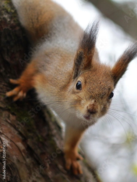Obraz Curious red squirrel peeking behind the tree trunk