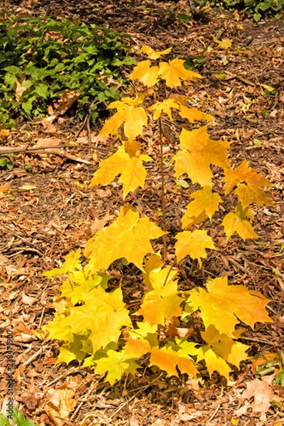 Obraz Young Sugar Maple in Autumn