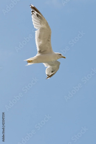 Obraz Seagull in flight