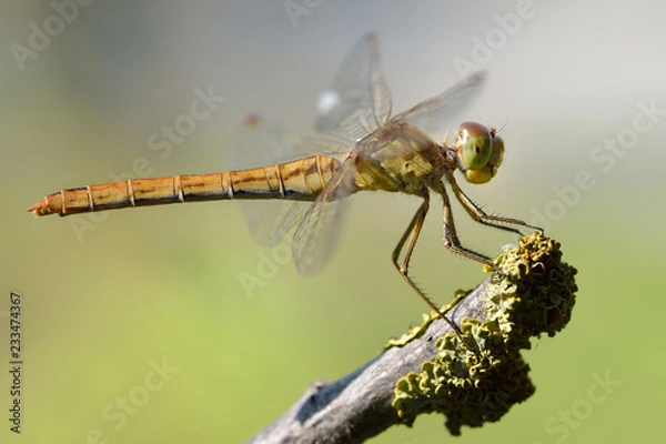 Fototapeta Libellula