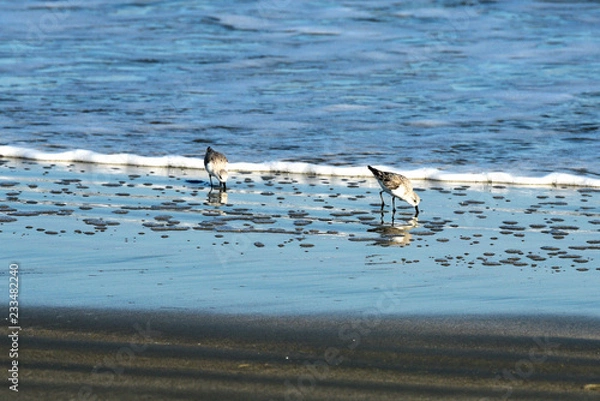 Fototapeta A closeup of sand pipers at the edge of the surf at the Atlantic Ocean.