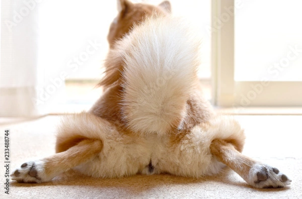 Obraz 柴犬・後ろ姿