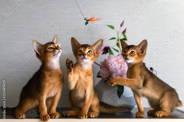 Obraz red and Abyssinian kittens play