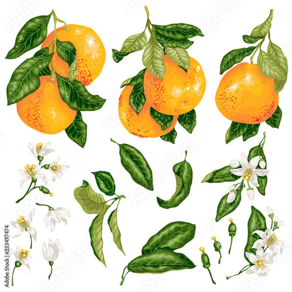 Obraz Grapefruit set in vector with fruits on branches, leaves and flowers and buds