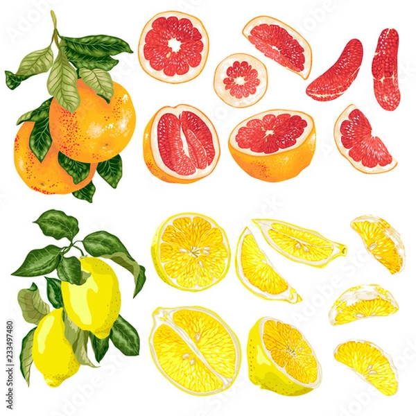 Obraz Vector set with grapefruit and lemon citrus fruits and slices